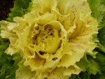 Castelfranco 11.JPG