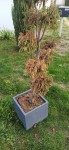 Arbre Boule.jpg