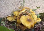 Armillaria.JPG