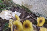 Armillaria 1.JPG