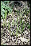 Les tges de MUGUET pointent le nez mais en un mois ca sera juste pour les bouquets
