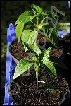 Piments d' Espelette