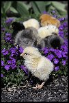 _JMR1149 Poussins.JPG