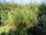 miscanthus sinensis zebrinus.jpg