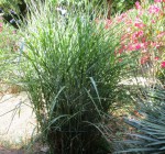 miscanthus sinensis zebrinus 2.jpg
