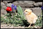 _JMR1167 Poussins.JPG