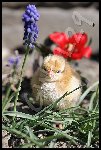 _JMR1176 Poussins.JPG