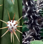 comparaison épine cactus euphrobe.png