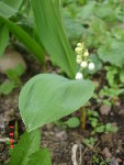 muguet 01.04.09 014.jpg