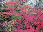 acerp-o-sakazuki_221109a.jpg