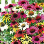 echinacea.jpg