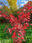 'Atropurpureum' qui devient rouge &quot;fluo&quot; au soleil