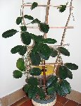 plante2.jpg