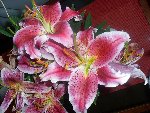 Plante 001.JPG