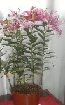Plante 002.JPG