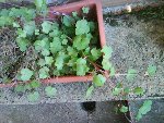 DSC00106r.jpg