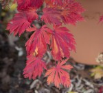 aconitifolium 27 NOV 22.jpg