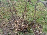 DSC01523.jpg