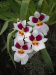 miltoniopsis-2.jpg