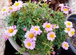 Argyranthemum frutescens, Anthemis.jpg