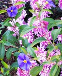 Chrys & Solanum.r.jpg