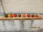 des tomates tardif