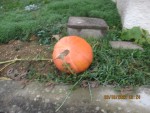 potiron qui gênais dans le potager