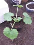 Courgette Black beauty