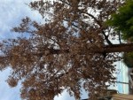 Photo arbre 3