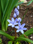 fleur.jpg