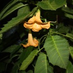 IMG_5074A.JPG