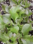 Batavia Rouge grenobloise