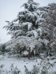 arbre sophora neige.jpg
