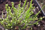 Drosera binata