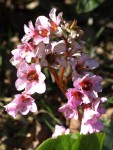 Bergenia ciliata (2).JPG