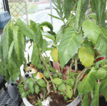 IMG_5078b.gif