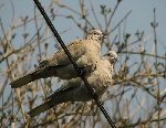 oiseau.jpg