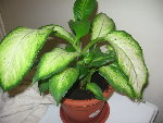 Photo 071.jpg