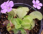 Pinguicula mais je ne sais plus l'espèce !