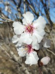 Amandier, Prunus amygdalus.jpg