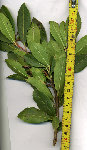 Arbousier-sauva.jpg