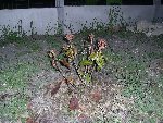 PIC_0014 [50%].JPG