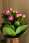 Kalanchoe au début