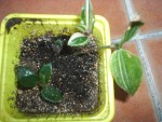 les petites boutures