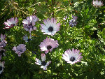 fleurs.jpg