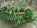 plante grasse forum.jpg
