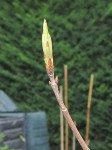 acer-discolor_230318a.jpg