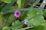 Geranium rotundifolium.JPG