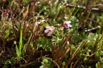 Erodium cicutarium.JPG