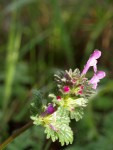 Lamium amplexicaule.JPG